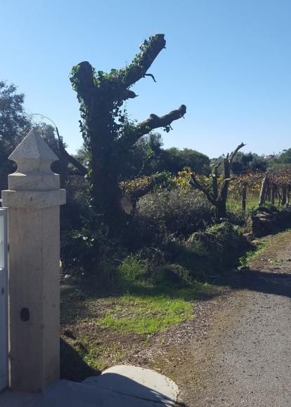 &Aacute;rvores na Via P&uacute;blica