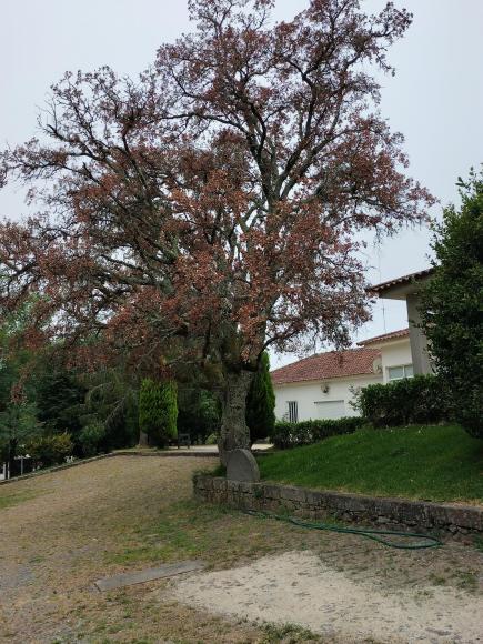 Fugas de &aacute;gua/Sobreiro