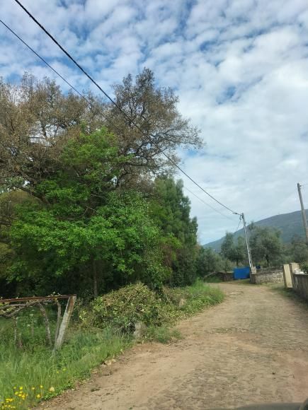Sobreiro da Rua do Agro